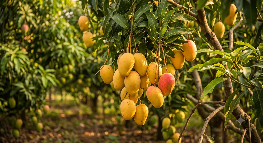 Mango orchard in Muthalamada